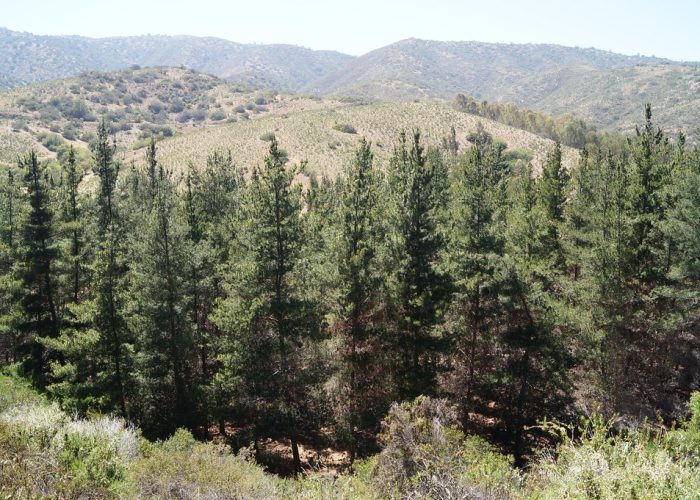 Plantación de pino Plantación de pino